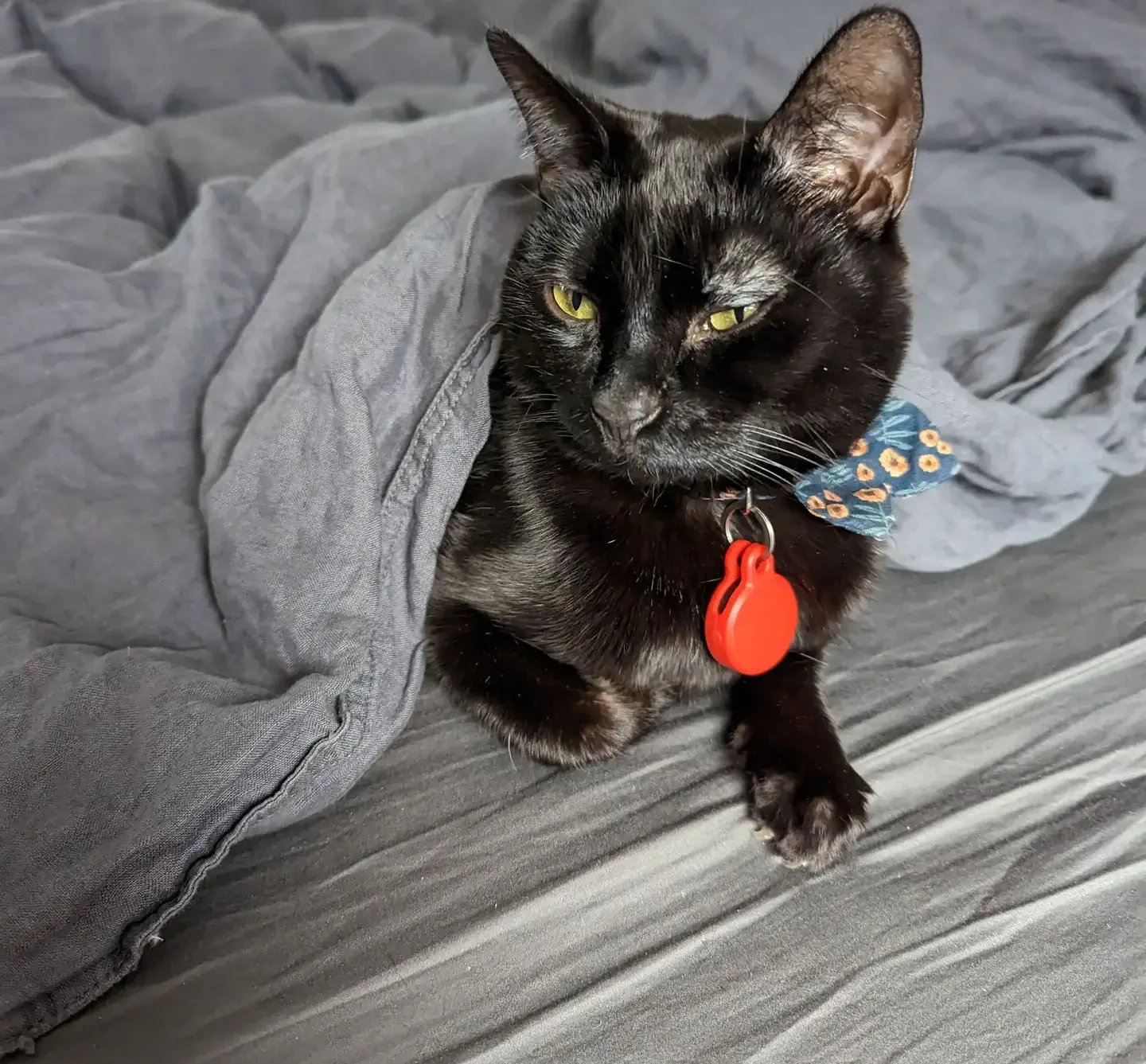 Poppy lying in our bed.
