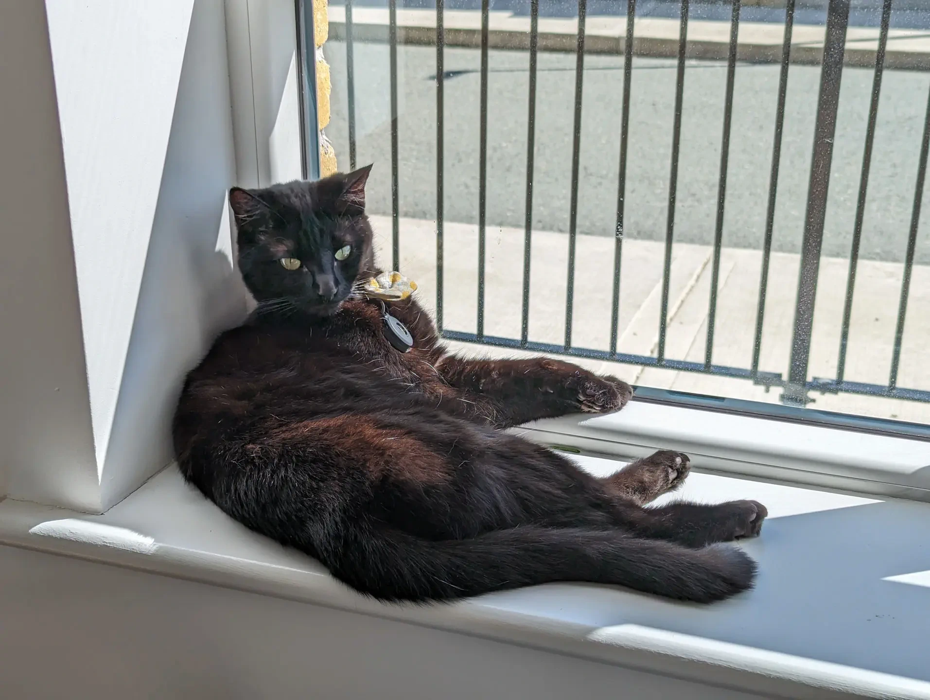 Stout lying by the window.